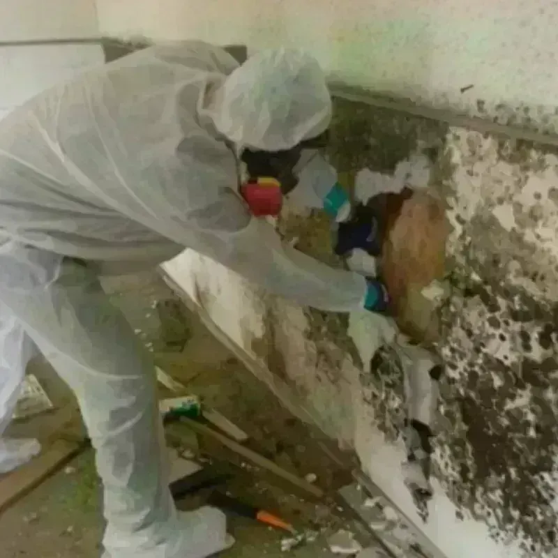 Mold Remediation and Removal in Unionville, GA